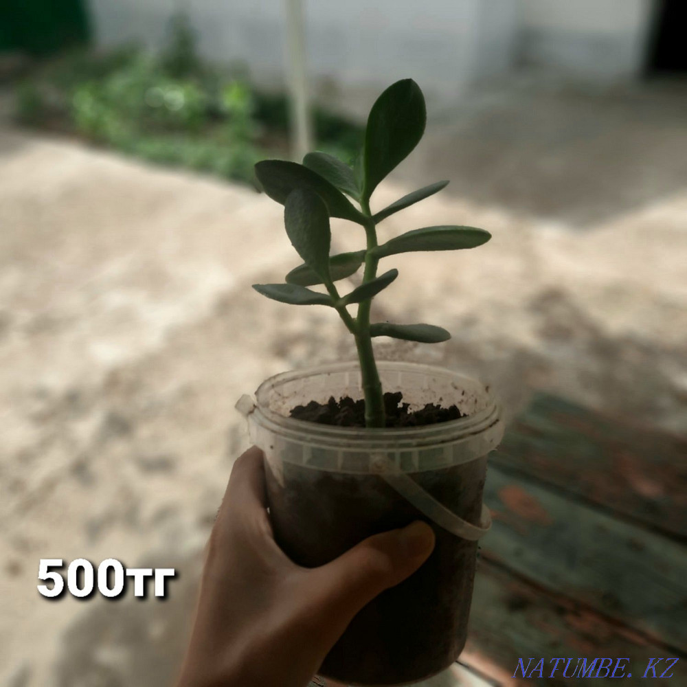 Keremet Saryaghash - photo 2