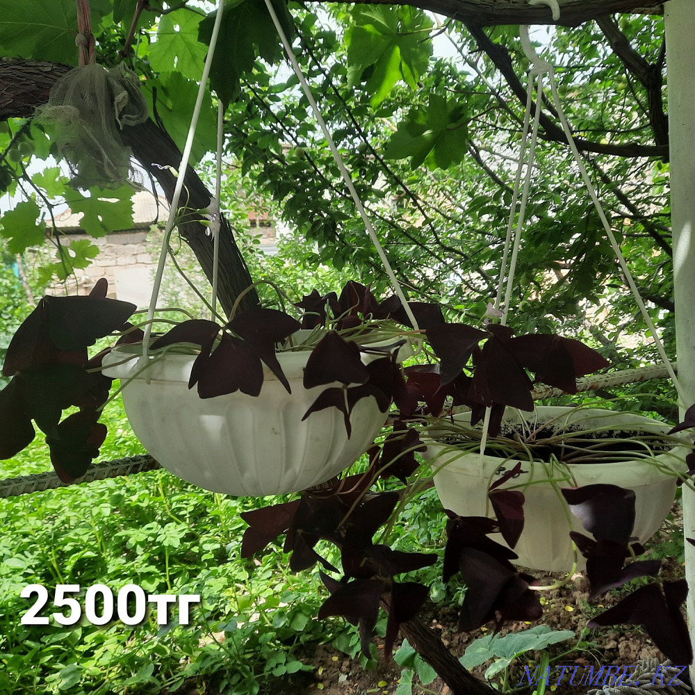 Keremet Saryaghash - photo 1