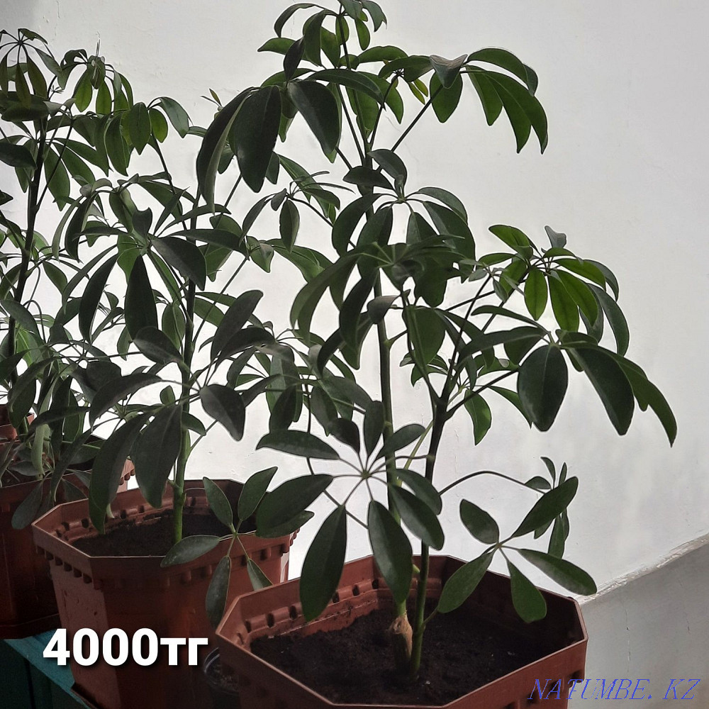 Keremet Saryaghash - photo 6