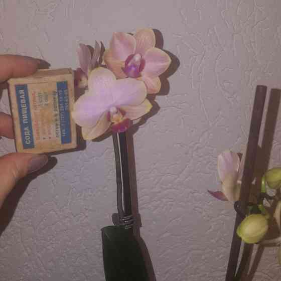 Продам орхидею с цветоносами. Almaty