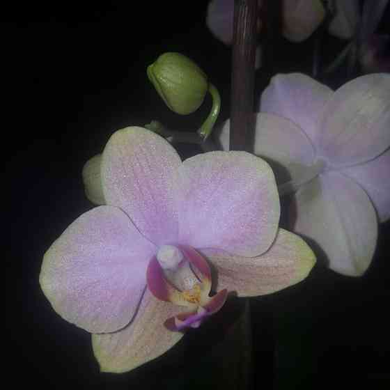 Продам орхидею с цветоносами.  Алматы