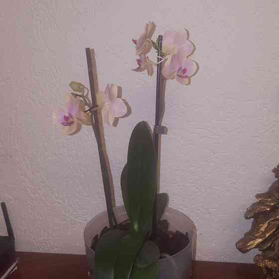 Продам орхидею с цветоносами. Алматы