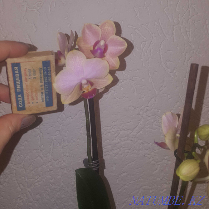 I will sell an orchid with peduncles. Almaty - photo 3