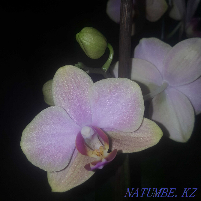 I will sell an orchid with peduncles. Almaty - photo 1