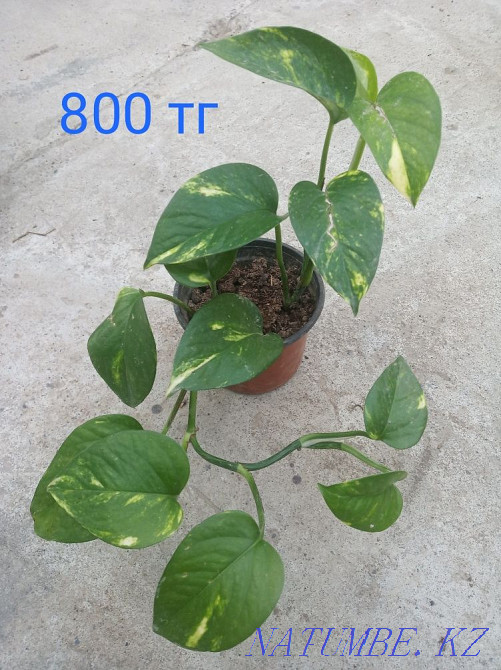 Room. flowers Shymkent - photo 5