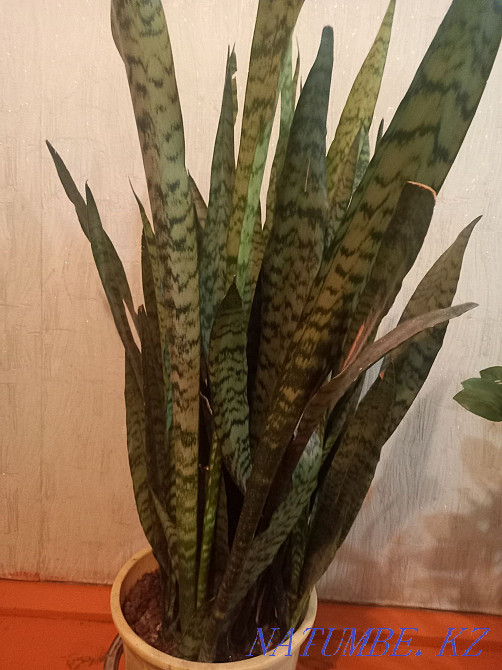 Продам цветы комнатное большое  - изображение 1