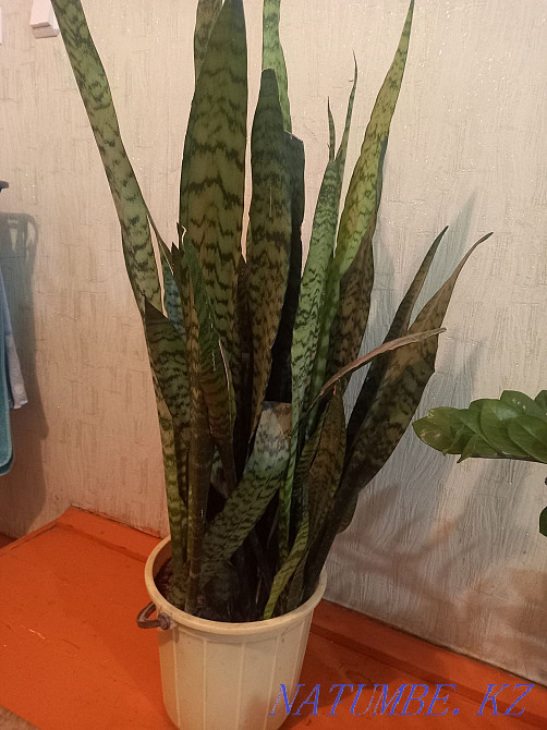 Продам цветы комнатное большое  - изображение 2