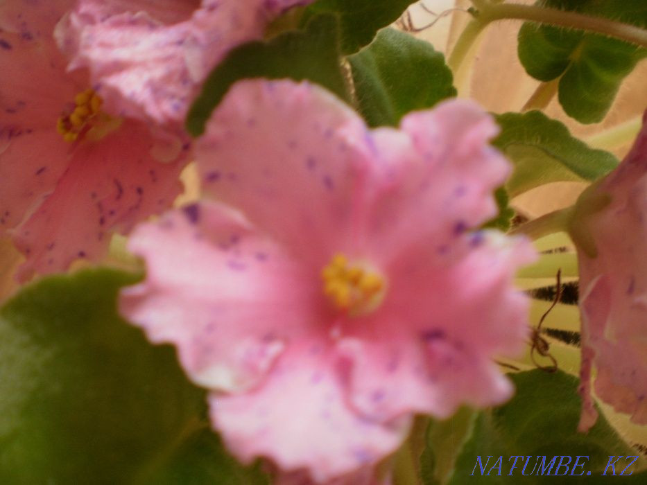 Продам красивые фиалки Костанай - изображение 3