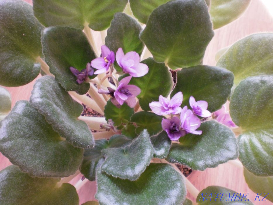 Продам красивые фиалки Костанай - изображение 4