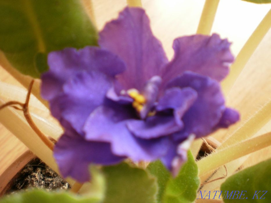 Продам красивые фиалки Костанай - изображение 2