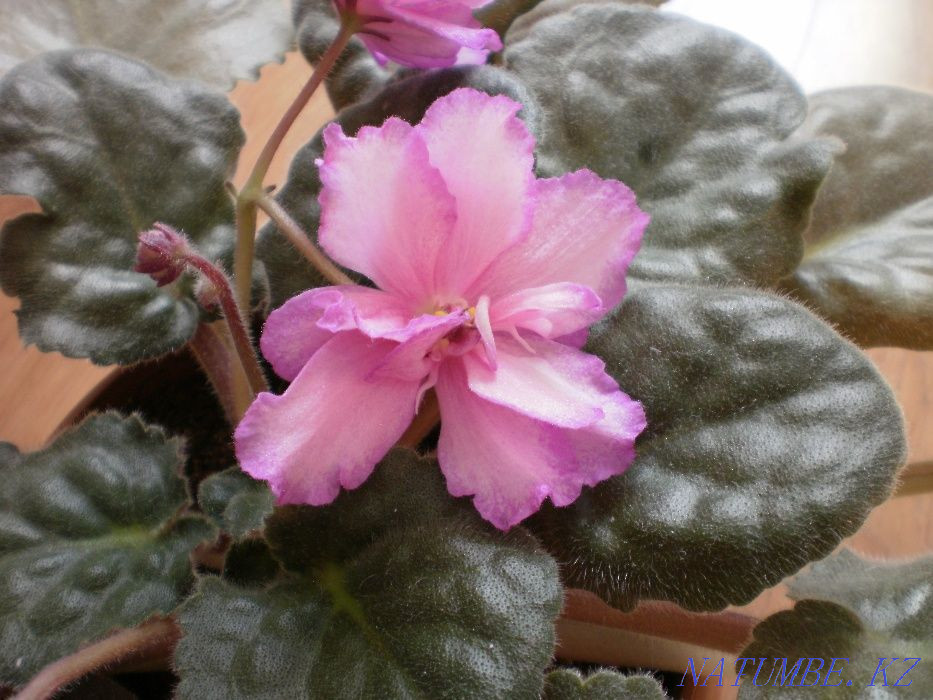 Продам красивые фиалки Костанай - изображение 1