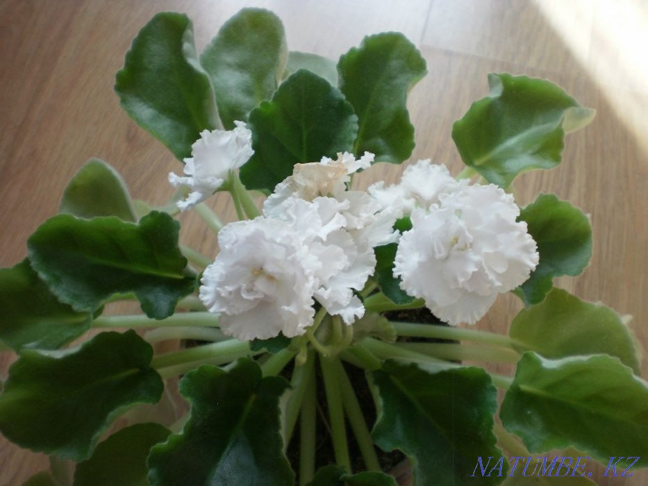 Продам красивые фиалки Костанай - изображение 5