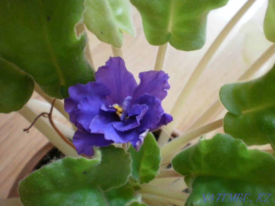 Продам красивые фиалки Костанай - изображение 6