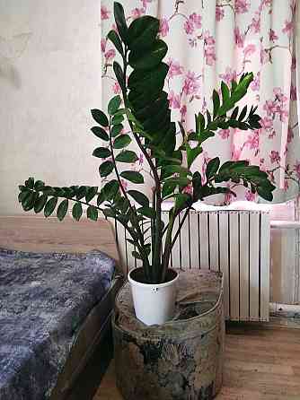 Продам растение Замиокулькас - "Долларовое дерево" Павлодар