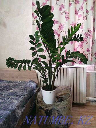Продам растение Замиокулькас - "Долларовое дерево" Павлодар - изображение 1