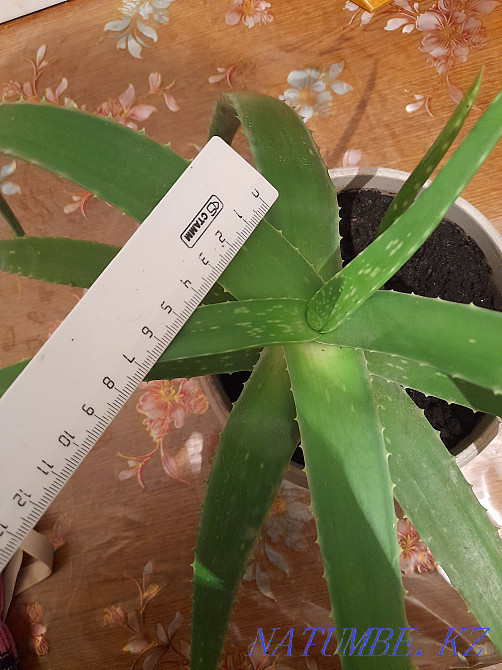 sell aloe vera Almaty - photo 4