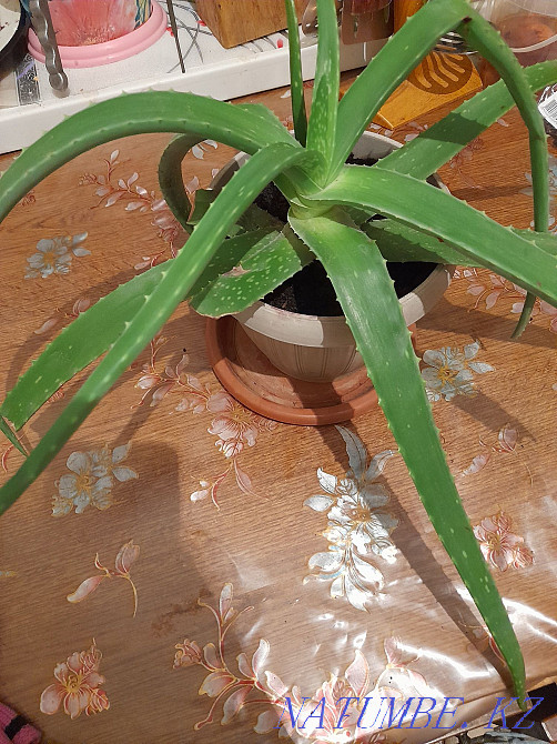 sell aloe vera Almaty - photo 2