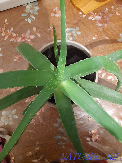 sell aloe vera Almaty - photo 1