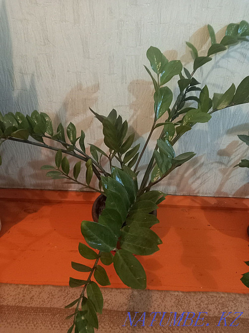 Sell indoor flowers  - photo 1