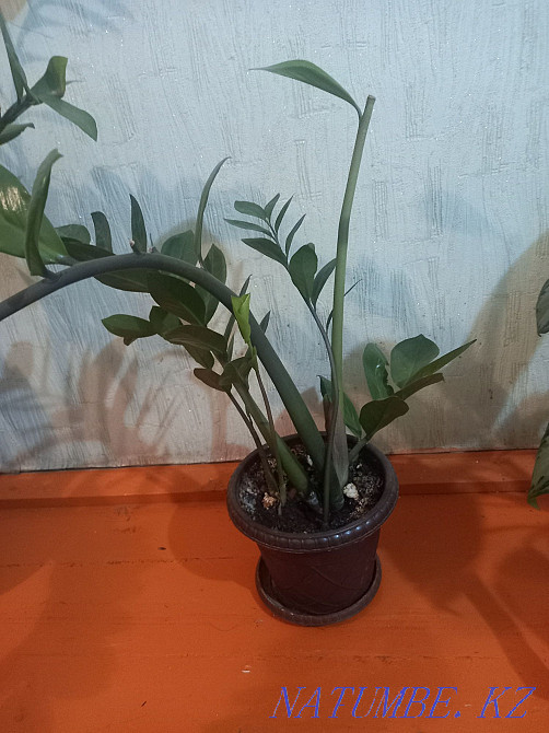 Sell indoor flowers  - photo 5