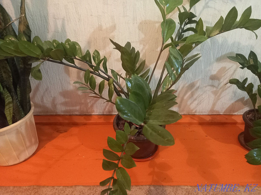 Sell indoor flowers  - photo 3