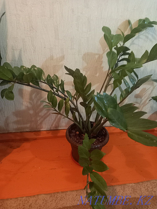 Sell indoor flowers  - photo 2