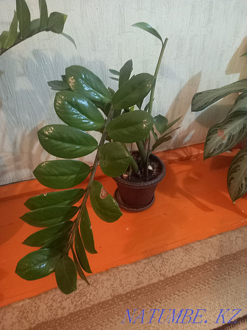 Sell indoor flowers  - photo 4