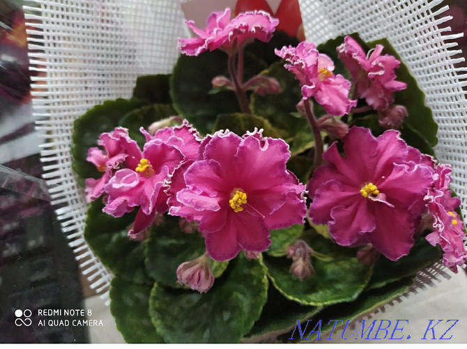 Blooming starter, violet Almaty - photo 1