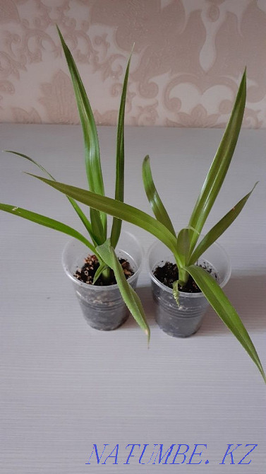 Продам растение панданус Петропавловск - изображение 1