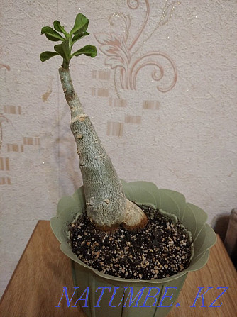 I will sell high-quality adenium. Kapshagay - photo 2