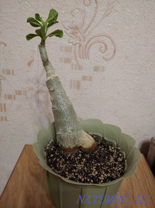 Продам сортовой адениум. Конаев - изображение 2