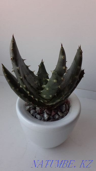 Продам алоэ в керамике Петропавловск - изображение 1