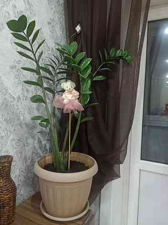 Комнатный цветок Замиокулькас 