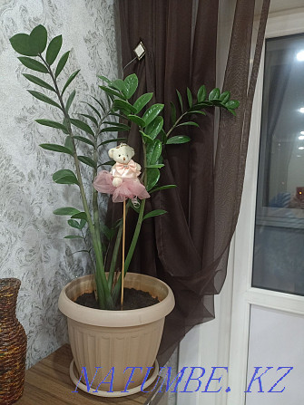 Indoor flower Zamioculcas  - photo 2