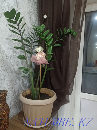 Zamioculcas жабық гүлі  - изображение 1