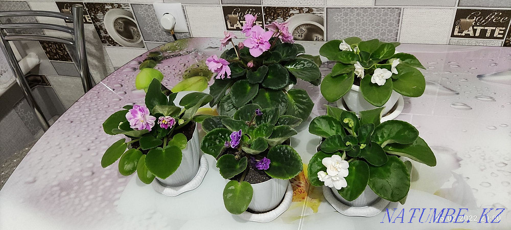 Blooming flowers - VIOLETS Petropavlovsk - photo 1