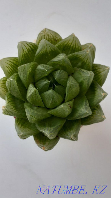 haworthia, gasteria Petropavlovsk - photo 2