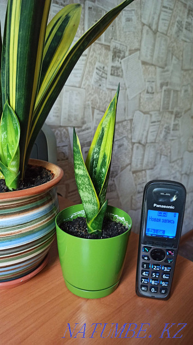 Өсімдік гүлдері Sansevieria алтын жалын sansevieria нәресте.  Алматы - изображение 3