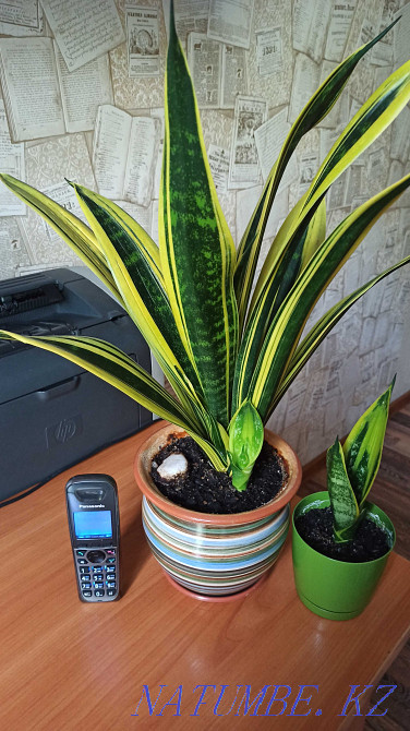 Өсімдік гүлдері Sansevieria алтын жалын sansevieria нәресте.  Алматы - изображение 2