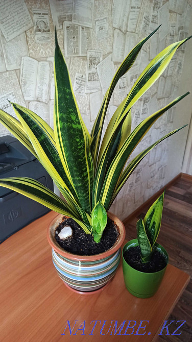 Өсімдік гүлдері Sansevieria алтын жалын sansevieria нәресте.  Алматы - изображение 5
