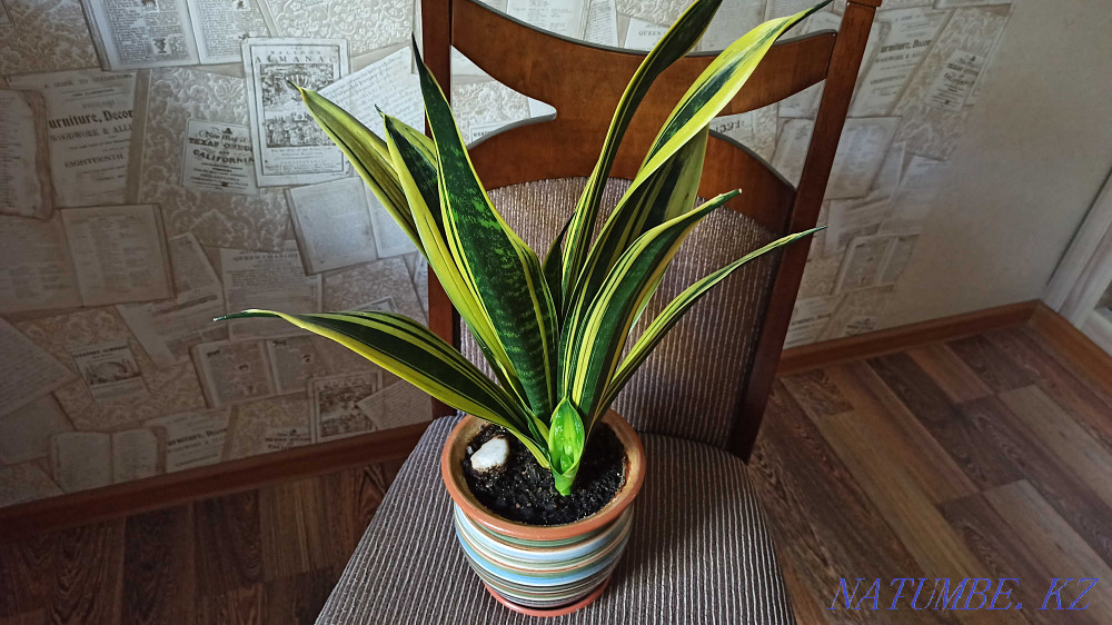 Өсімдік гүлдері Sansevieria алтын жалын sansevieria нәресте.  Алматы - изображение 8