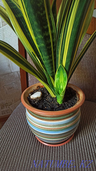 Өсімдік гүлдері Sansevieria алтын жалын sansevieria нәресте.  Алматы - изображение 7