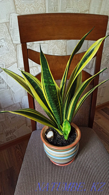 Өсімдік гүлдері Sansevieria алтын жалын sansevieria нәресте.  Алматы - изображение 6