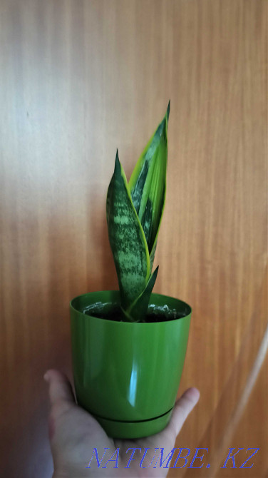 Өсімдік гүлдері Sansevieria алтын жалын sansevieria нәресте.  Алматы - изображение 4