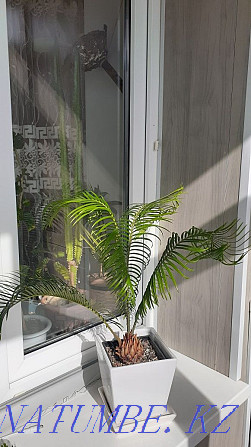 cycas plant for sale Petropavlovsk - photo 1