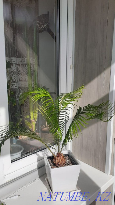 Продам растение цикас Петропавловск - изображение 1