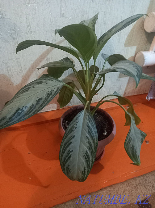 Sell homemade flowers  - photo 2