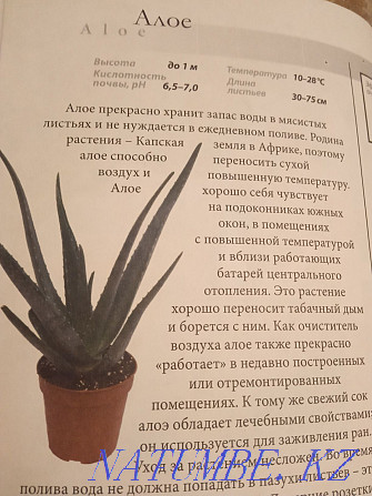 The book is all about indoor plants that purify the air Semey - photo 4