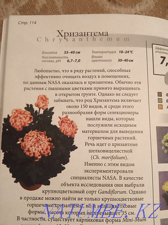 The book is all about indoor plants that purify the air Semey - photo 3