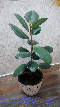 Ficus rubbery Kostanay - photo 1